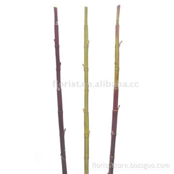 Sugar Cane